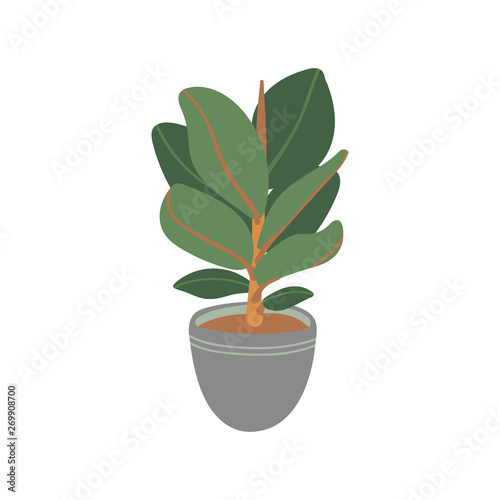 Rubber Plant . Pot plant. Houseplant isolated on white background. Vector illustration in hand-drawn flat
