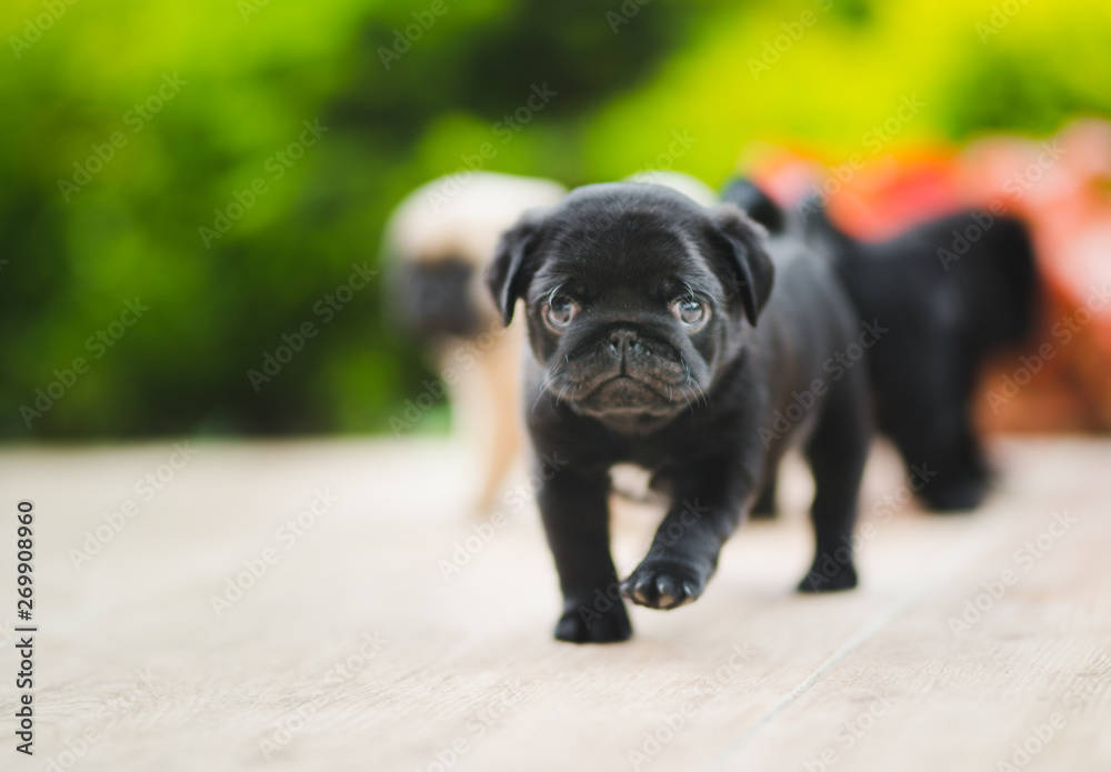 Cute little 6 week old pug puppy Cute little 6 week old pug puppy