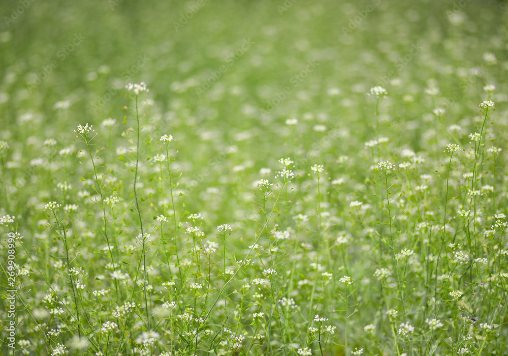 Blooming spring meadow or field.