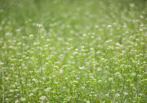 Blooming spring meadow or field.
