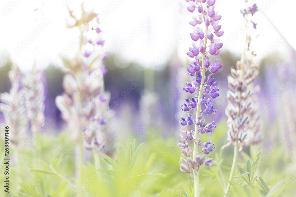 Naklejka premium lupins purple flowers, summer hot field, beautiful