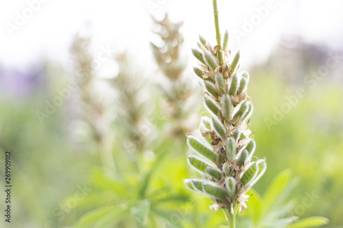 Tableau sur toile lupins purple flowers, summer hot field, beautiful