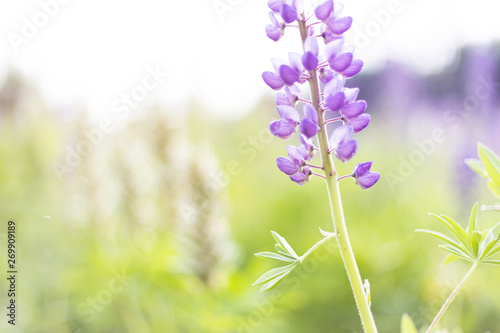 lupins purple flowers, summer hot field, beautiful