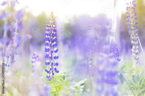 lupins purple flowers, summer hot field, beautiful