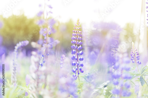 Fototapeta Naklejka Na Ścianę i Meble -  lupins purple flowers, summer hot field, beautiful