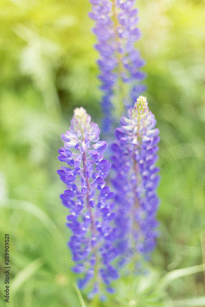 lupins purple flowers, summer hot field, beautiful lupins purple flowers, summer hot field, beautiful