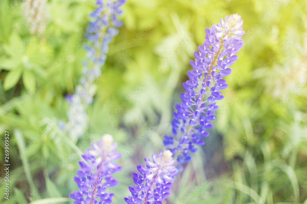 Obraz premium lupins purple flowers, summer hot field, beautiful