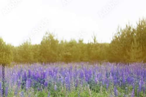lupins purple flowers, summer hot field, beautiful