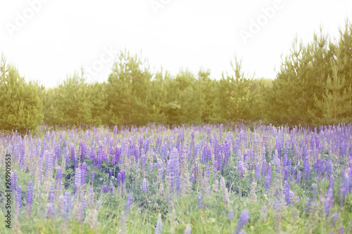 lupins purple flowers, summer hot field, beautiful