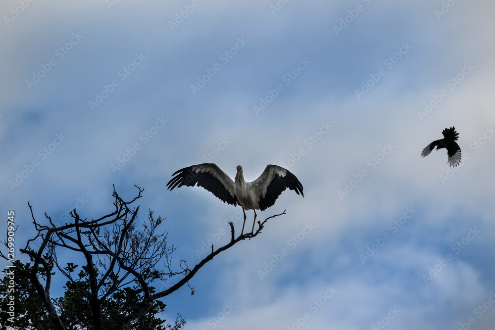 White stork on a tree fighting with a magpie in front of a blue sky
