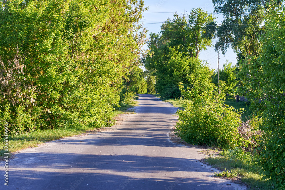 A asphalt road on the sides of which grow bushes and trees passing through the village.