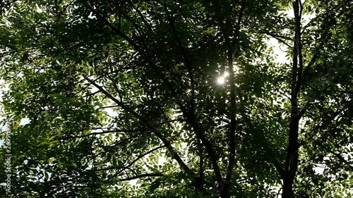 Pollenflug im Gegenlicht