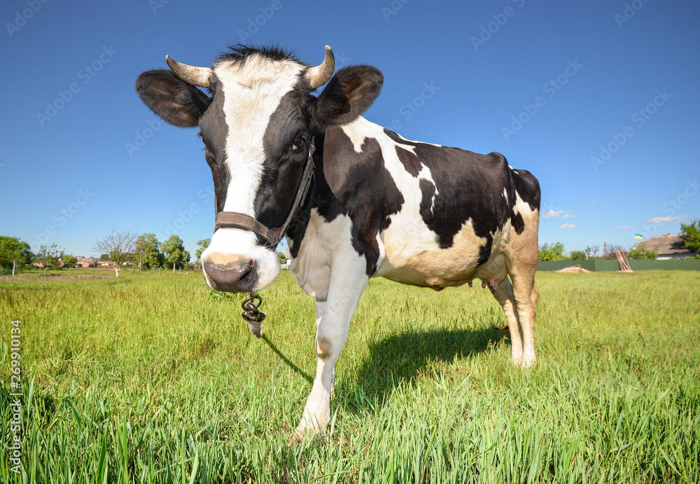 Cow grazing on the farm and looking into camera. Red and white young spotted cow grazing on a pasture.