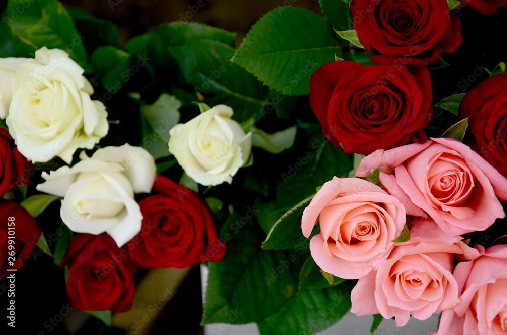 Fototapeta premium Red, white and pink roses, fresh flowers in a bouquet, beautiful flower 