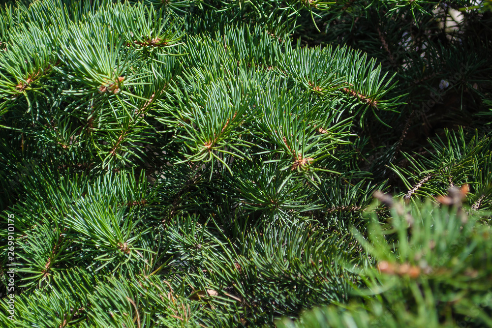 Background of Christmas tree branches Background of Christmas tree branches