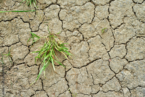 Soil dried and cracked. Plant in dried cracked soil.