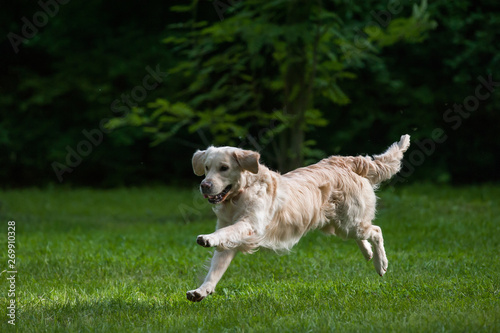 Running dog on a green lawn
