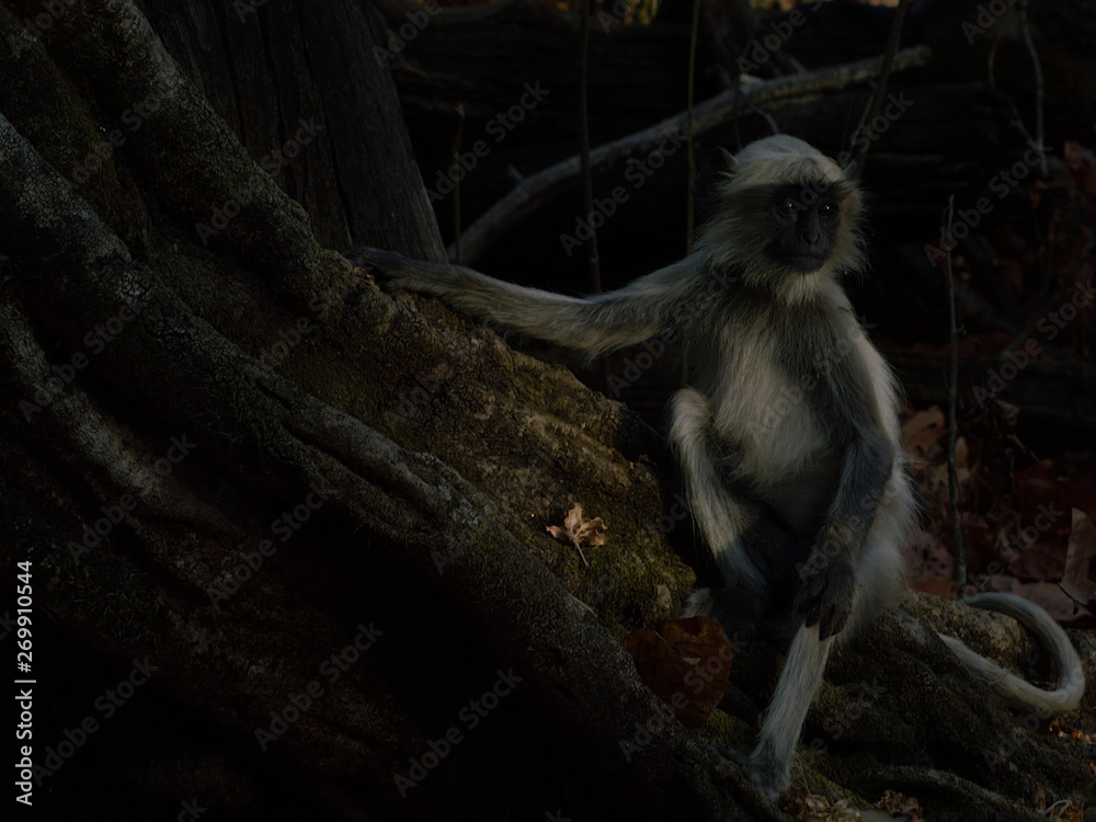 Fototapeta premium Poser