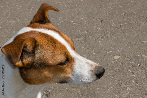 Close up face of Jack Russel Terrier