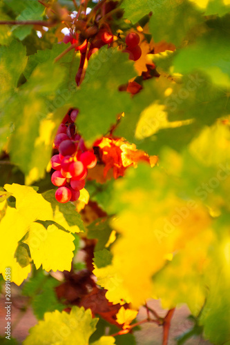 Lambrusco grapes is hidden by a huge leaf in a vineyard. it's colored with autumn colors