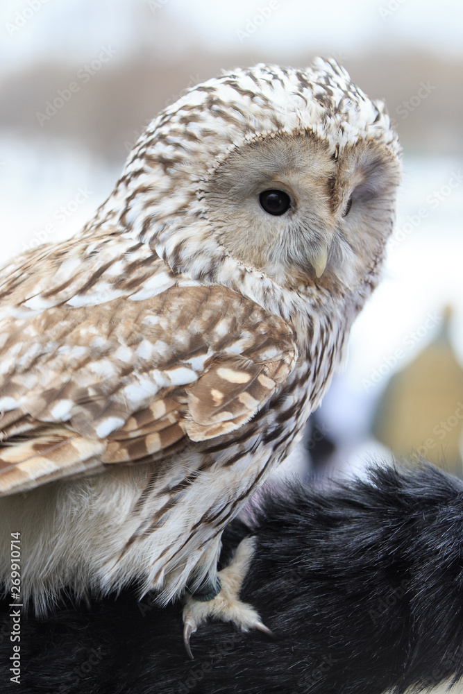 Fototapeta premium winter grey owl sits hunched, a close plan, portrait