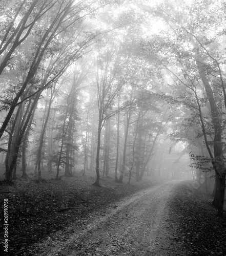 a road through forest with fog