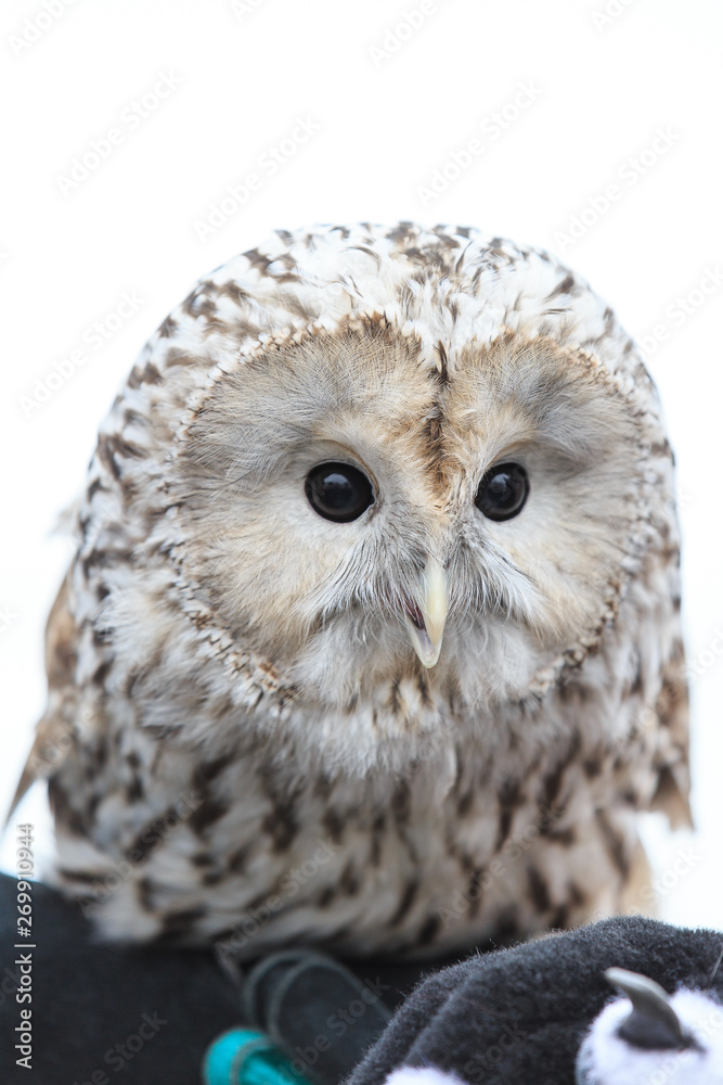 Fototapeta premium winter grey owl sits hunched, a close plan, portrait