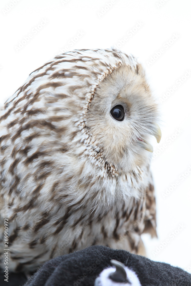 Fototapeta premium winter grey owl sits hunched, a close plan, portrait