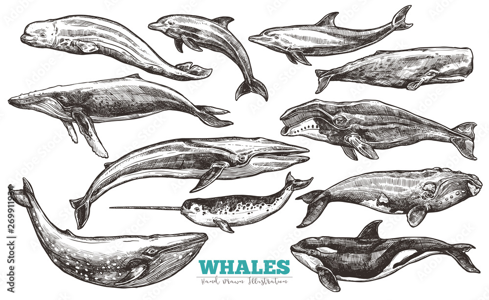 Fototapeta premium Whales sketch set. Big collection of different hand drawn whales and dolphins in engraving style. Zoological illustration of ocean mammals