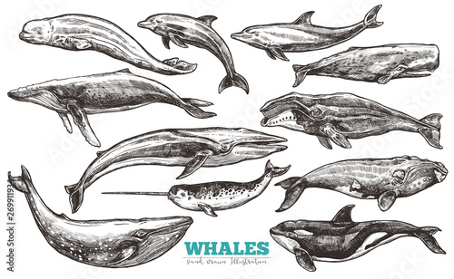 Whales sketch set. Big collection of different hand drawn whales and dolphins in engraving style. Zoological illustration of ocean mammals