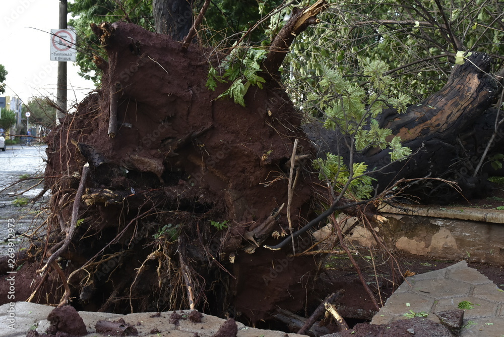 Tree that fell after a storm in the urban area. old tree trunk fallen in the city Tree that fell after a storm in the urban area. old tree trunk fallen in the city