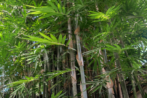 bamboo forest natural green background