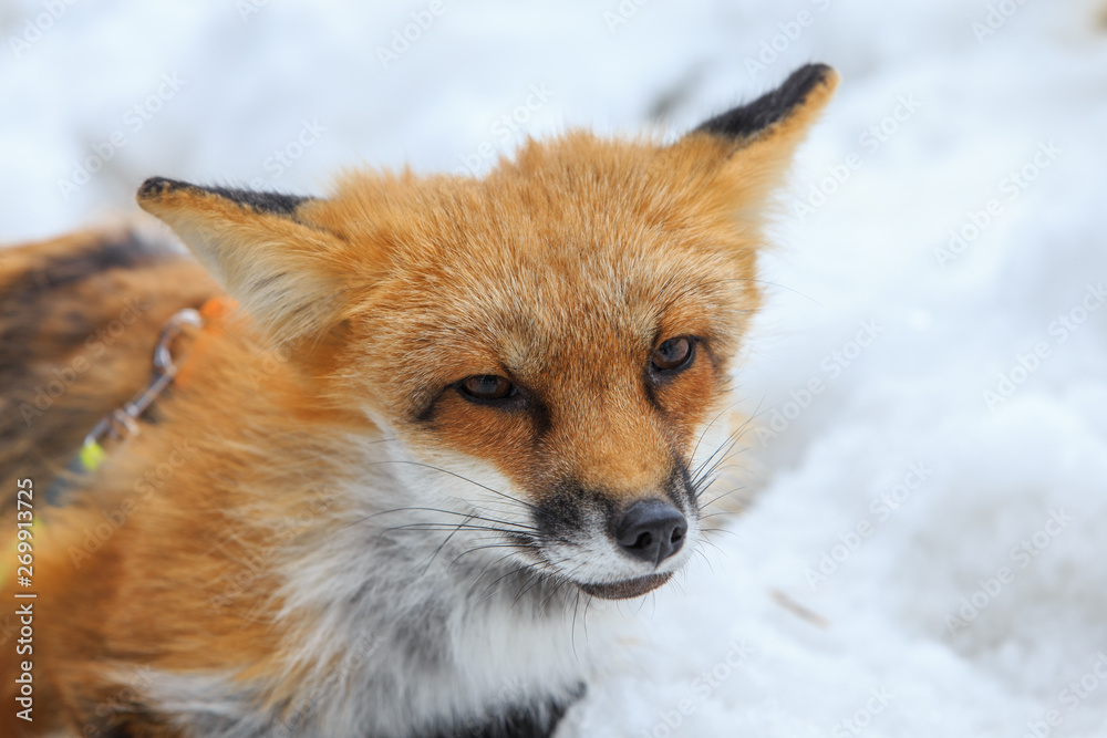 Fototapeta premium shabby red Fox after winter sitting in the snow, portrait