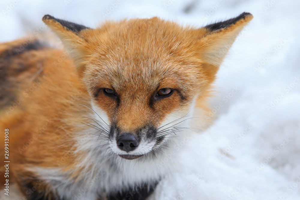 Fototapeta premium shabby red Fox after winter sitting in the snow, portrait