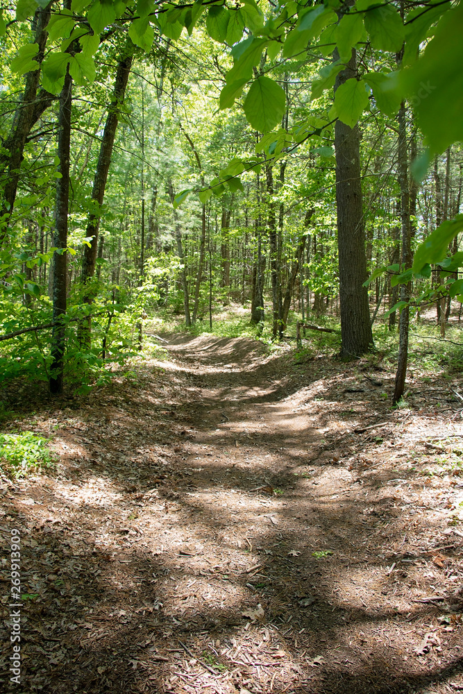 Fototapeta premium Dappled Sunlight on the Forest Path