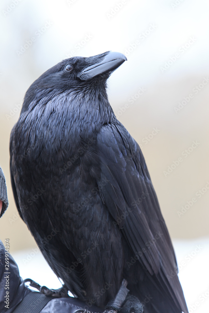 Fototapeta premium Raven sits on a shoulder