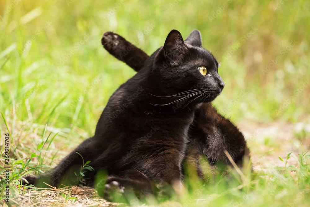 Cute black cat sits in yoga pose in green grass in nature. Yoga concept