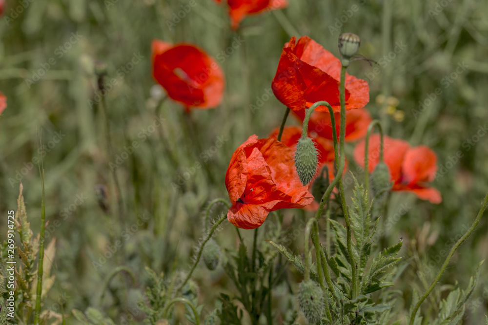 Flowers Red poppies bloom in the wild field. Beautiful field red poppies with selective focus, soft light. Natural Drugs - Opium Poppy. Glade of red wildflowers Flowers Red poppies bloom in the wild field. Beautiful field red poppies with selective focus, soft light. Natural Drugs - Opium Poppy. Glade of red wildflowers
