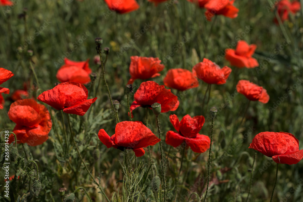 Flowers Red poppies bloom in the wild field. Beautiful field red poppies with selective focus, soft light. Natural Drugs - Opium Poppy. Glade of red wildflowers