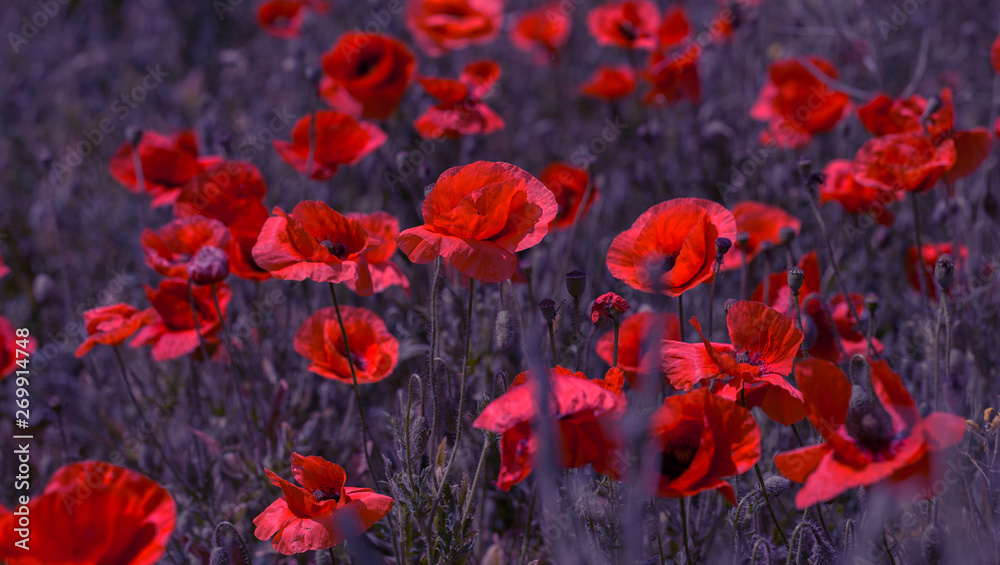 Flowers Red poppies bloom in the wild field. Beautiful field red poppies with selective focus, soft light. Natural Drugs - Opium Poppy. Glade of red wildflowers Flowers Red poppies bloom in the wild field. Beautiful field red poppies with selective focus, soft light. Natural Drugs - Opium Poppy. Glade of red wildflowers