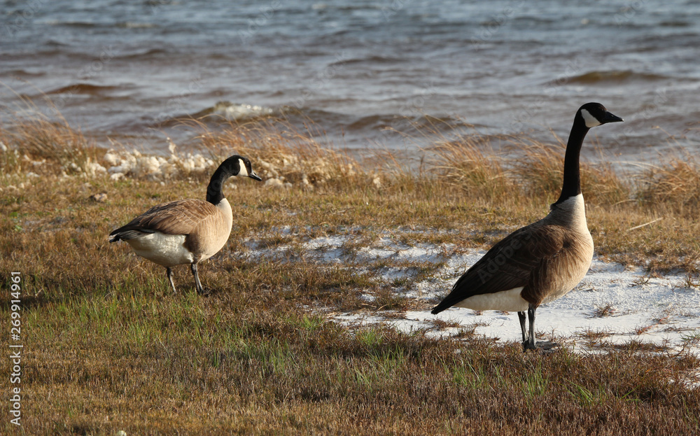 Bird Photography-Canadian Goose, Branta canadensis Bird Photography-Canadian Goose, Branta canadensis