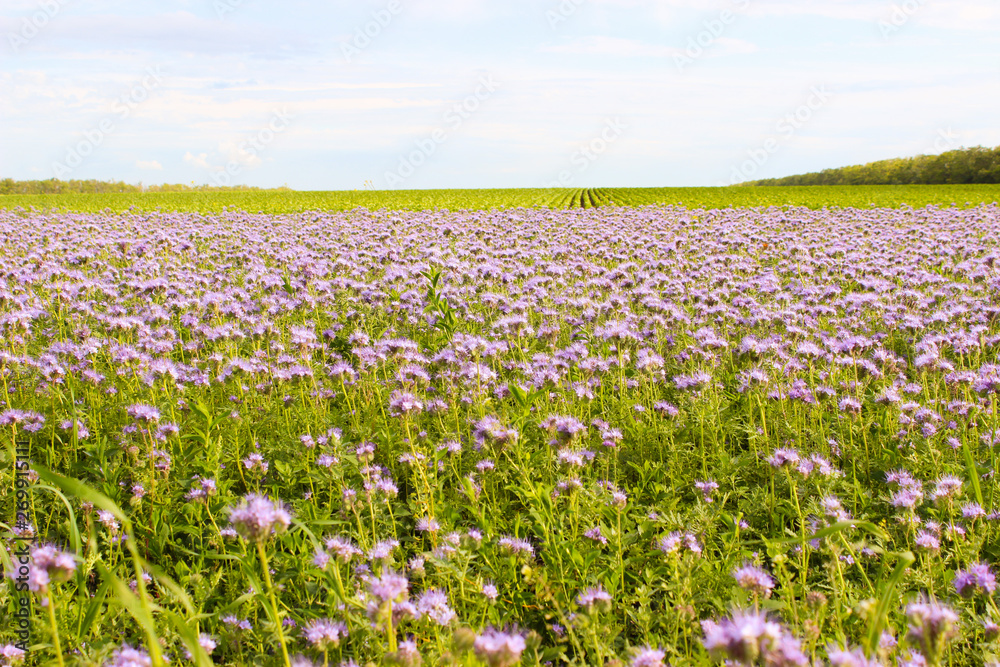 Lilac wildflowers in front of a planted farm field against a blue sky.