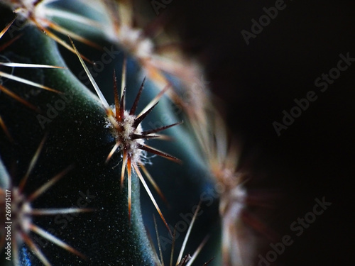 Cactus plant