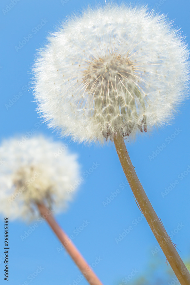 Obraz premium Beautiful dandelion flowers sky blue background, vintage card, macro.