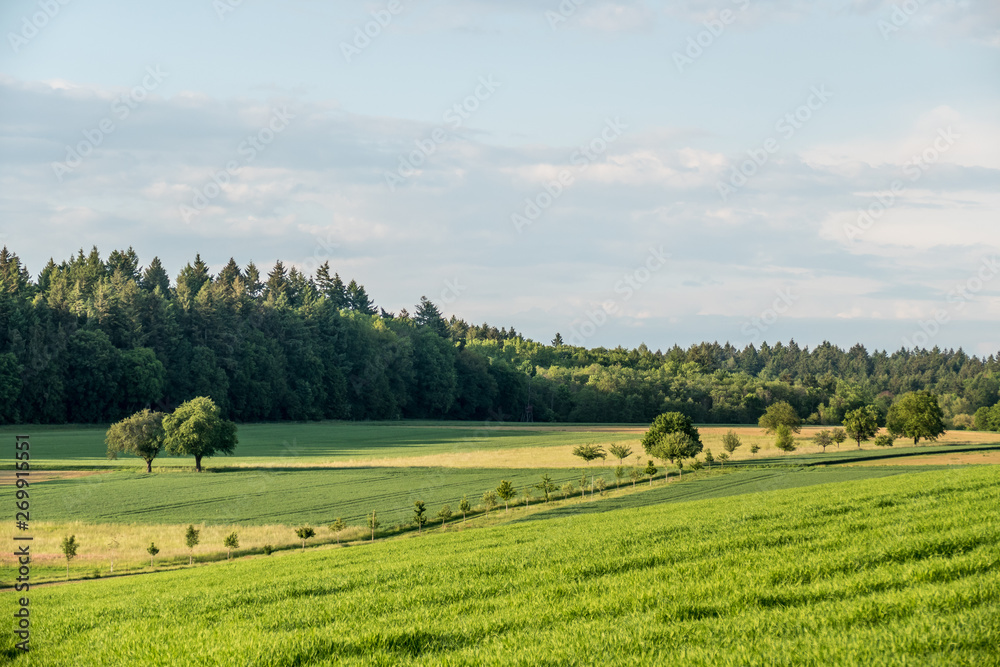 Baumgrundstück am Abend