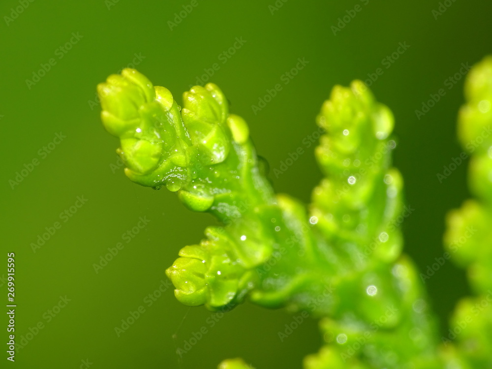 Wet twig from the rain