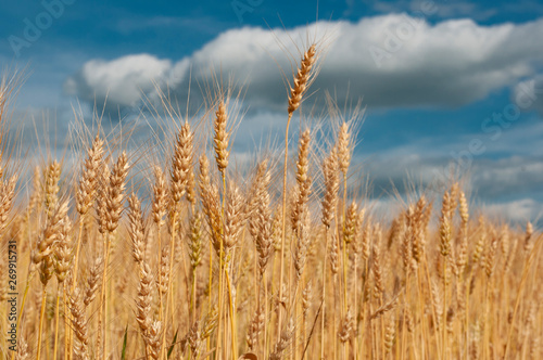 Wheat field against blue sky