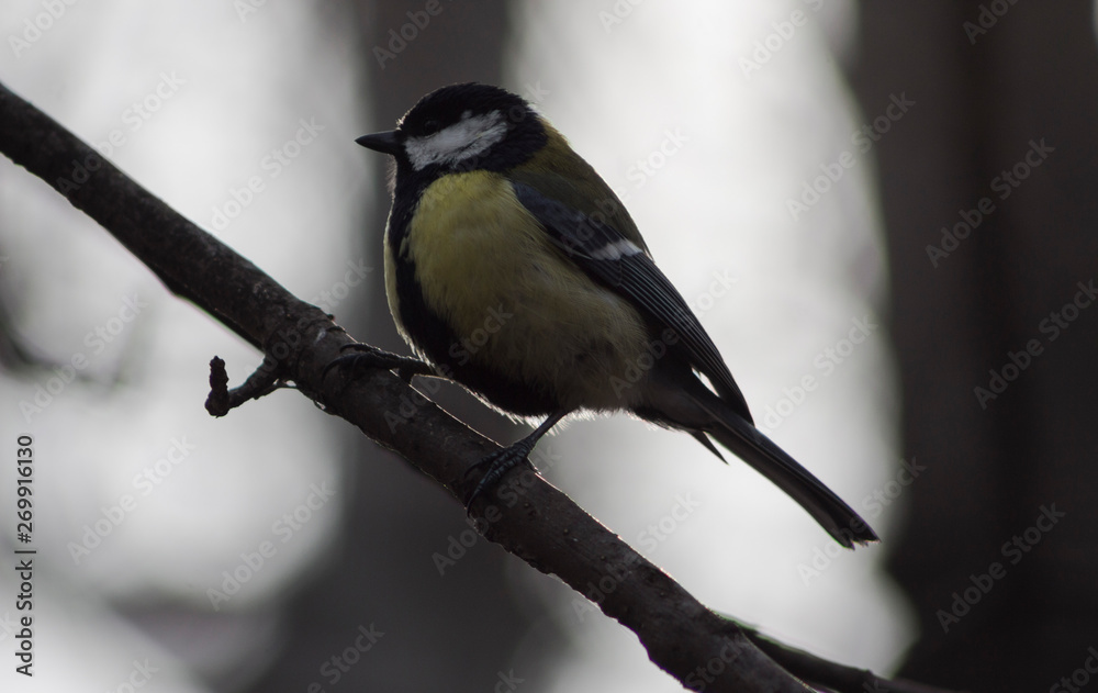 Obraz premium Titmouse sitting on a branch
