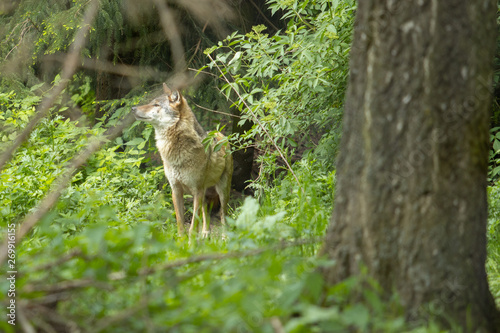 Fototapeta Naklejka Na Ścianę i Meble -  Europäischer Wolf wild im Wald grün fährte