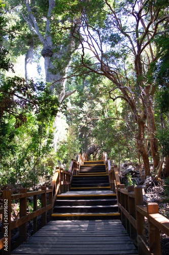 bosque y agua